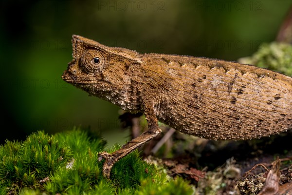 Marojejy leaf chameleon