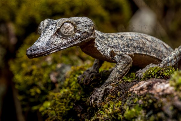 Giant leaf-tailed gecko