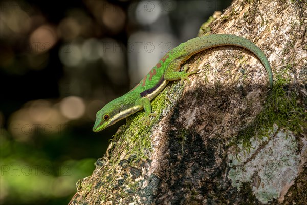 Striped day gecko