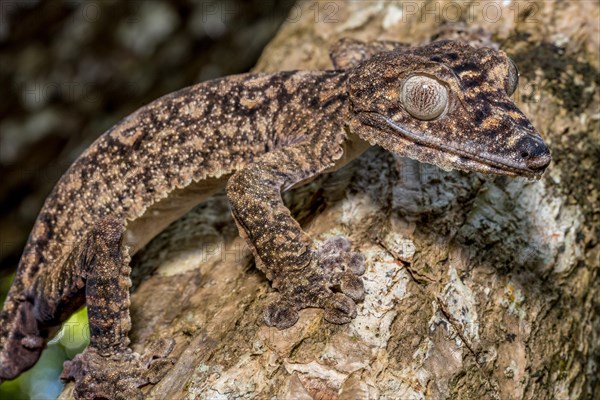 Giant leaf-tailed gecko