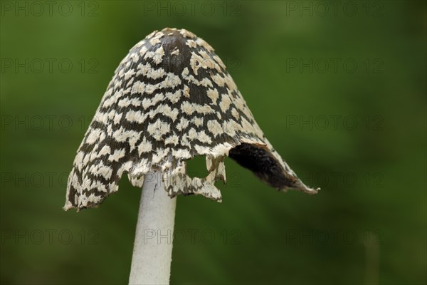 Cap of coprinopsis picacea