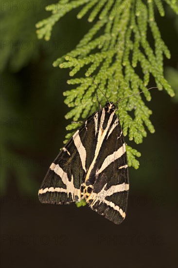 Moth jersey tiger