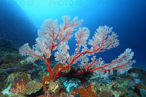 Coral reef top with Melithea gorgonian