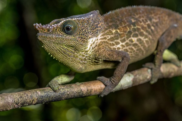 Malthes elephant-eared chameleon