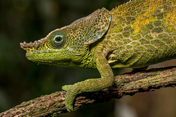 Malthes elephant-eared chameleon