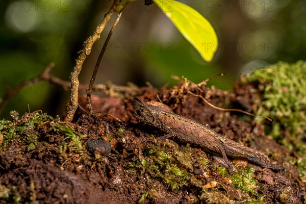 Marojejy Earth Chameleon