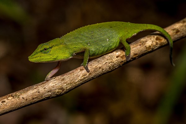 (Calumma guillaumeti), Marojejy National Park, Madagascar, Africa