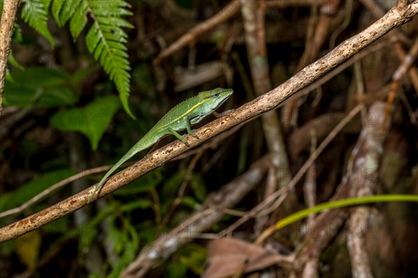 (Calumma guillaumeti), Marojejy National Park, Madagascar, Africa