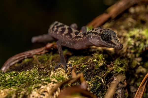 Graceful madagascar ground gecko