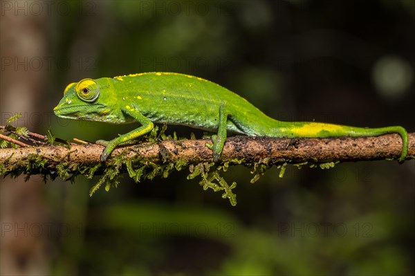 Marojejy chameleon