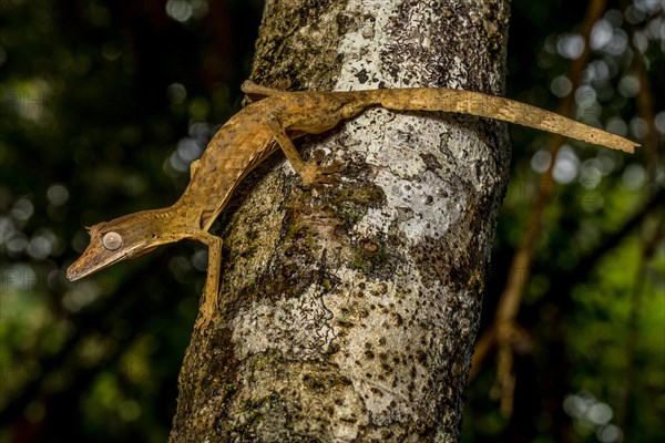 Striped lined leaf-tailed gecko