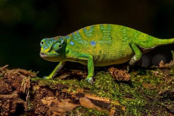 Petters petter's chameleon