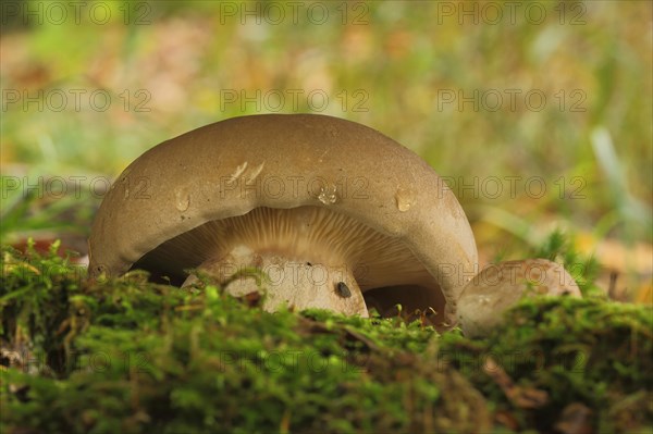 Lady's bolete