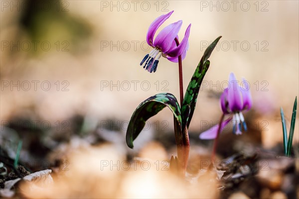 Flowering dog's tooth violet