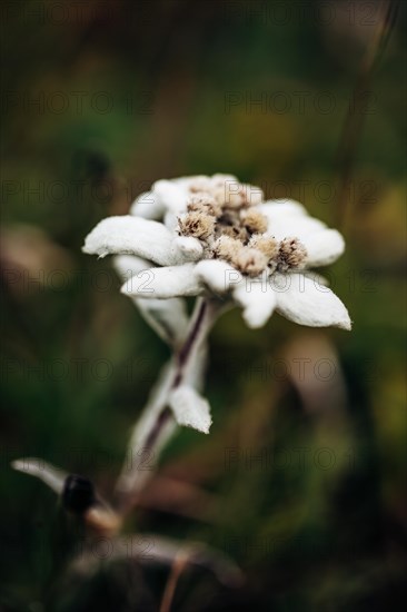 Alpine edelweiss