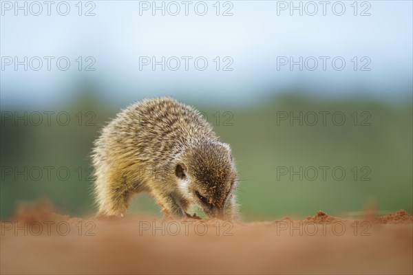 Meerkat