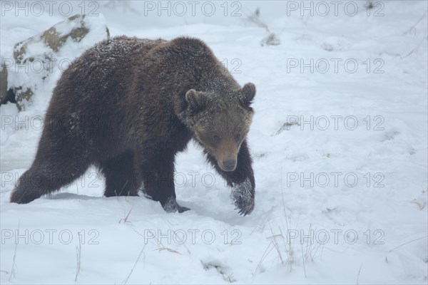 European brown bear