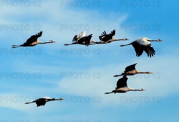 Aerial view of crane in bird migration adults and young
