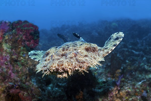 Tasselled wobbegong