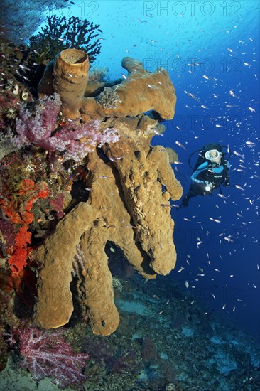 Diver looking at large brown sponge