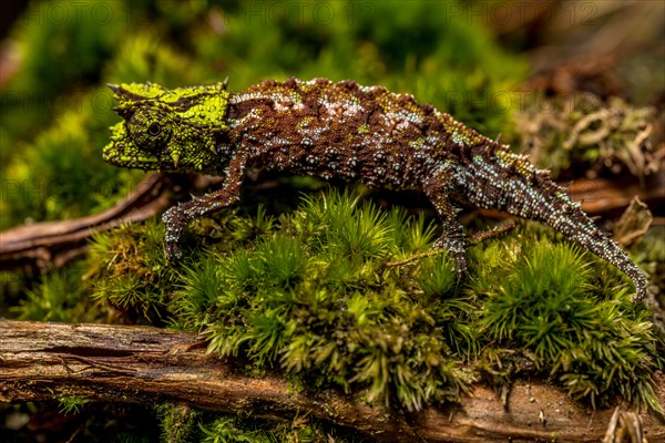 Variegated Earth Chameleon