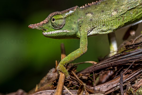 Will's two-horned chameleon