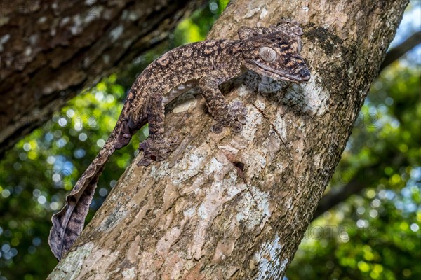 Giant leaf-tailed gecko