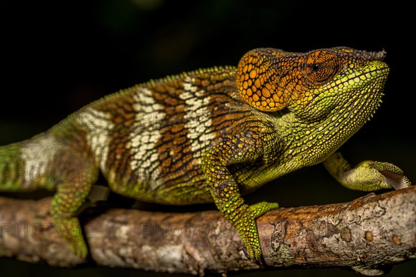 Amber Mountain amber chamaeleon