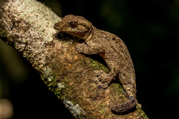 Flat-tailed gecko