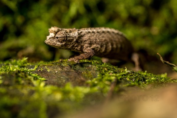 Montagne d Ambre Earth Chameleon