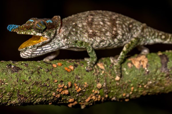 Blue-nosed Chameleon