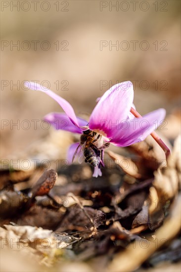 Flowering dog's tooth violet