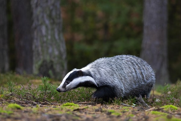 European badger