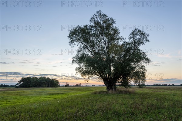 Silver willow