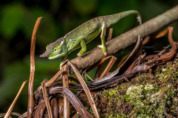 Will's two-horned chameleon