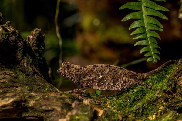 Antakarana ground chameleon