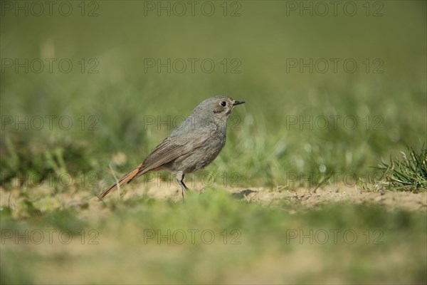 Black Redstart