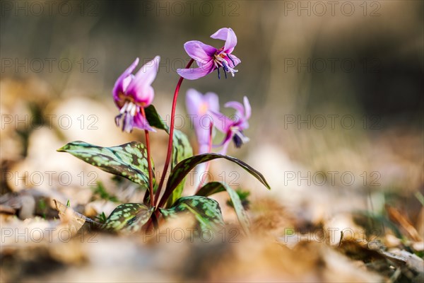 Flowering dog's tooth violet