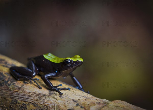 A coloured frog