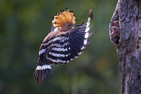 Hoopoe