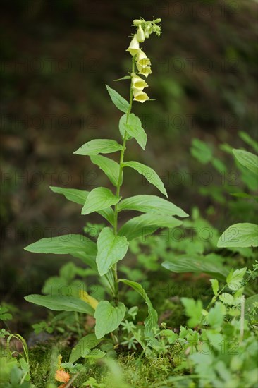 Yellow foxglove