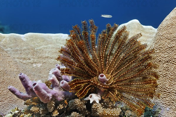 Feather star