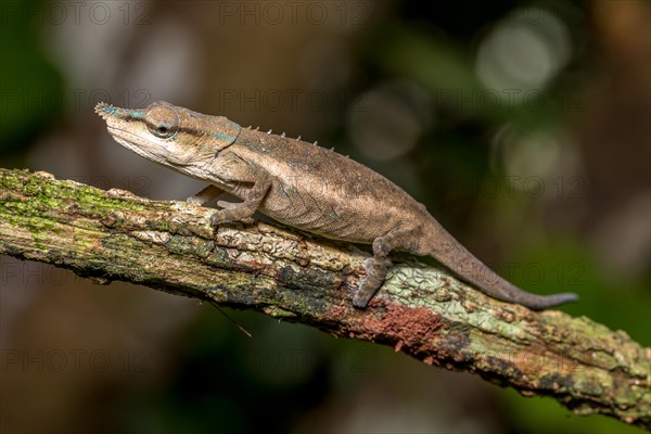 Uetz Vetchling Chameleon