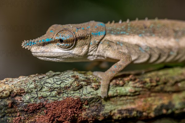 Uetz Vetchling Chameleon