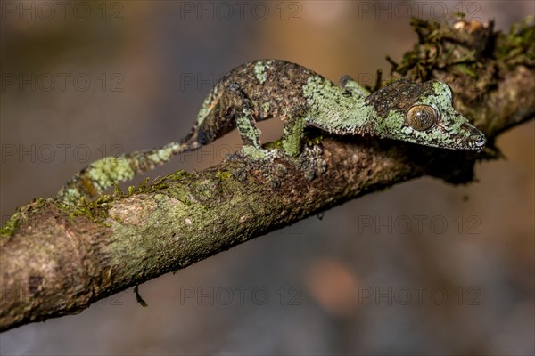 Mossy leaf-tailed gecko