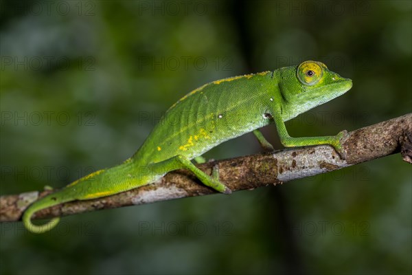 Marojejy chameleon