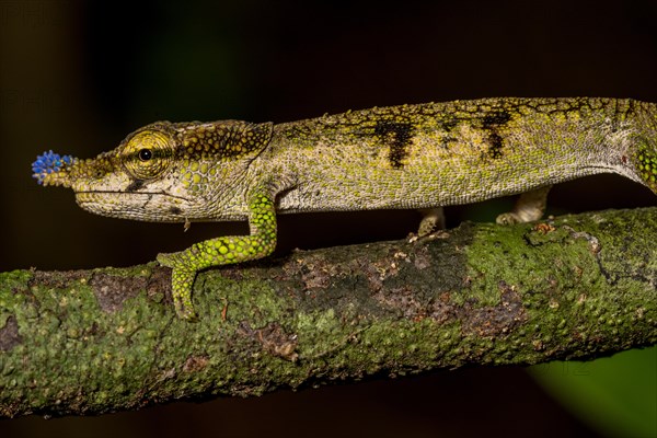 Blue-nosed Chameleon