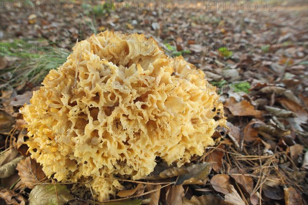 Wood cauliflower fungus