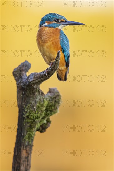 Common kingfisher