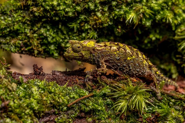 Variegated Earth Chameleon